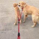 leashed dogs