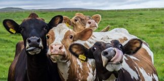 Wear Your Ear Tag . . . While You Still Can