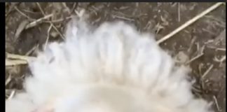 Flocks are for Sheep