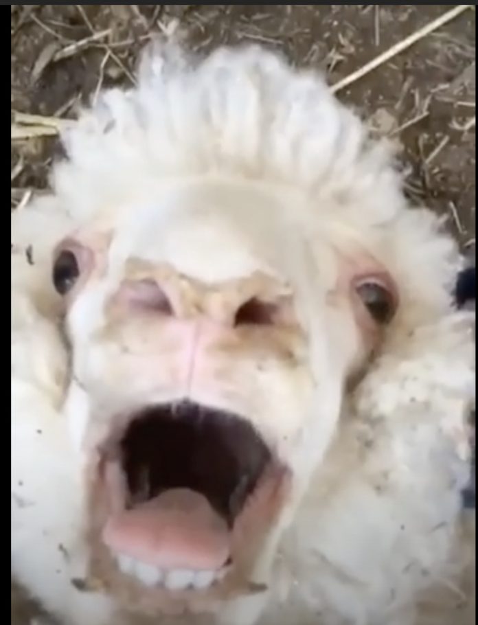 sheep 2