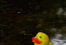 What to do About the Ducks?