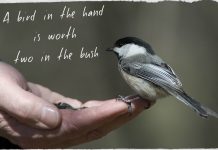 Birds Not in Hand…