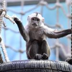 monkey one