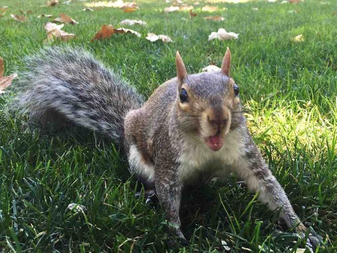 squirrel