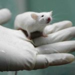 lab rat 3