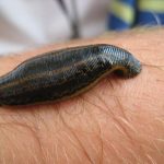 leech