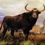 Aurochs