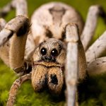 spider