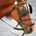 blinkered horse