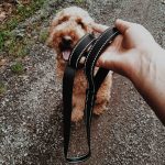 leashed dog
