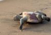 Rigor Tortoise?