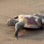 dead turtle