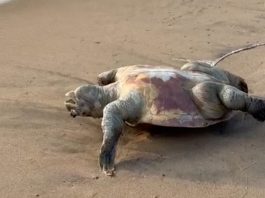 Rigor Tortoise?
