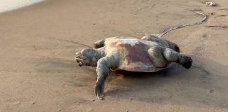 Rigor Tortoise?