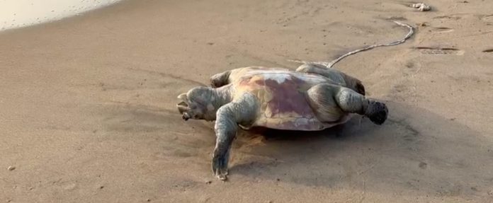 dead turtle